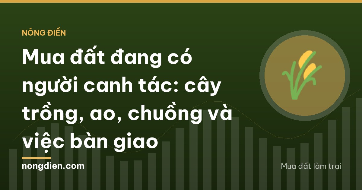 An elderly farmer in a conical hat seen from behind harvesting the last rows of corn on a plot in Nghe An province while a younger man waits at the field edge